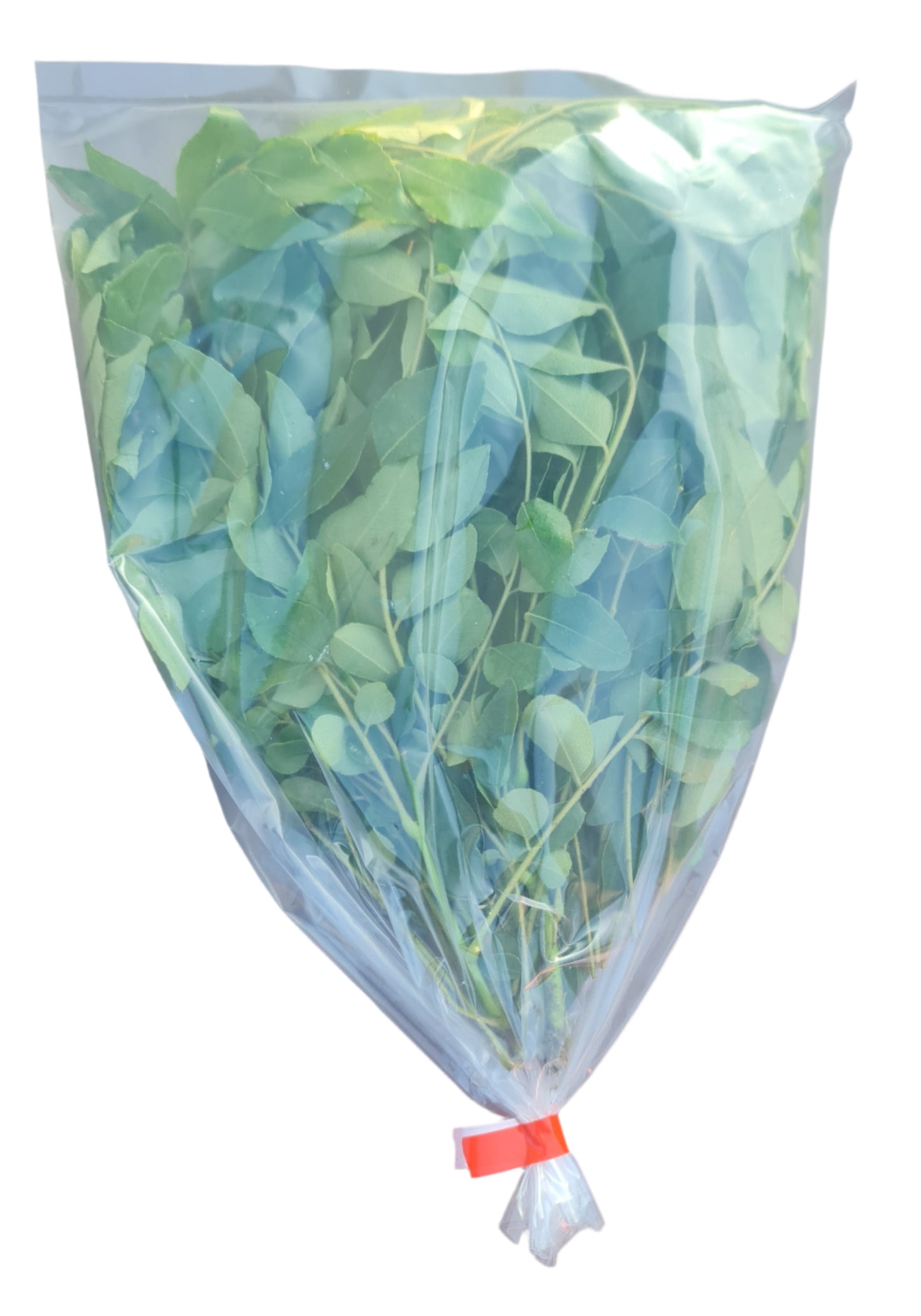 Fresh Curry Leaves 25g / 50g / 75g / 100g | Authentic | Aromatic | FREE 24h Courier
