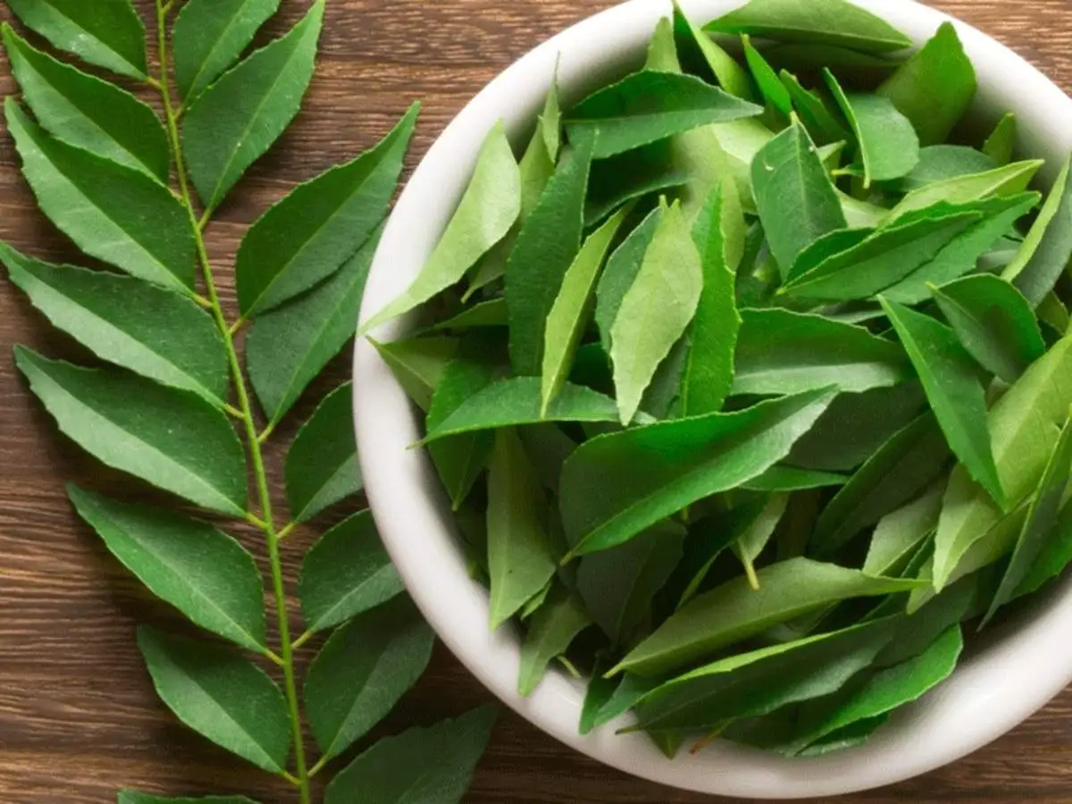 Fresh Curry Leaves 25g / 50g / 75g / 100g | Authentic | Aromatic | FREE 24h Courier
